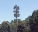Cell tower looking like an evergreen tree