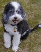 A smiling black and white dog