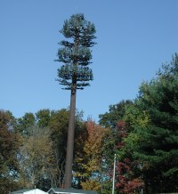 Cell tower looking like an evergreen tree