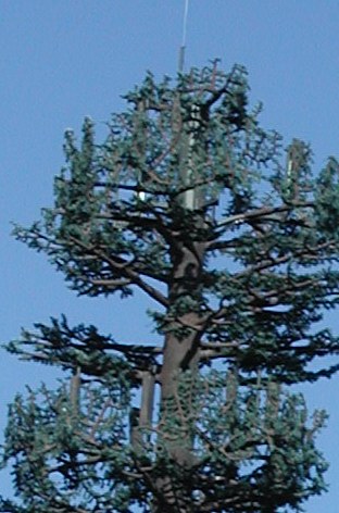 Leaves covering antennas