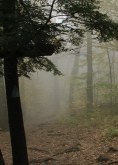 Trees and a path in the woods with mist