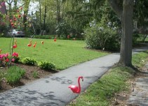 Pink plastic birds on the lawn, one turned towards the street