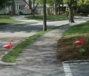 Two on the other side of the street looking like they are walking onto the next yard