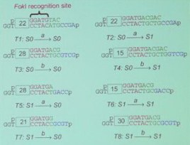 Lots of GCATGTA, etc., lists representing states and inputs