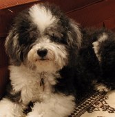 Contemplative cute dog looking at the camera