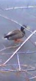 A duck on a frozen pond