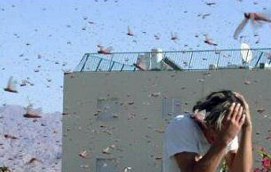 Locusts fill the air as a person covers their face