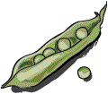 Peapod illustration