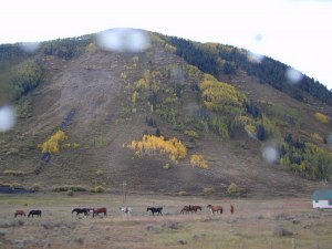 Horses and aspen